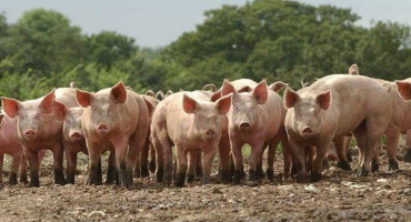 Jak a čím krmit prasata: základy krmení, dieta a způsoby krmení